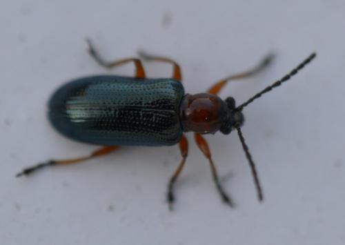 Réf. 202 348 : Oulema sp.